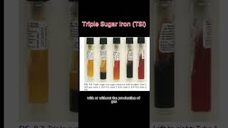 Triple Sugar Iron TSI  Microbiology OSPE VIVA  Lab [upl. by Aelegna889]