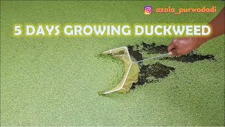 The Growth of Duckweed Day by Day  Growing Duckweed in 5 Days [upl. by Rondi]