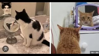 2 minutos de gatos graciosos [upl. by Yllen]