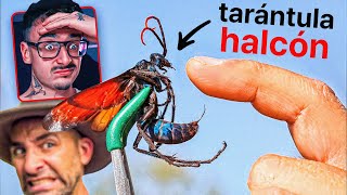 youtuber vs tarántula halcón y hormiga matavacas  bichos 2 [upl. by Dam424]