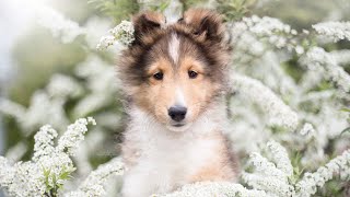 First day with our new sheltie puppy [upl. by Drofdarb]