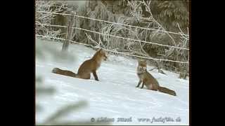 Rotfüchse im Winter  red foxes in winter 6 [upl. by Asilad788]