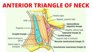 Anterior triangle of the neck [upl. by Uliram]