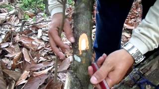 VIDEO RENOVACION DE COPAS DE CACAO [upl. by Schild]