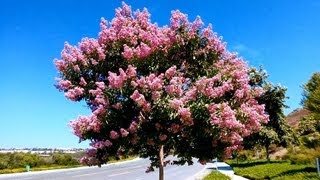 Pink Crape Myrtle Lagerstroemia indica Carlsbad California [upl. by Diane-Marie289]