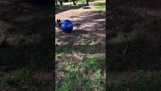 Cattle dog herding new jolly mega ball 30” [upl. by Eiramasil]