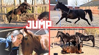 Broken hand  Jump high  Flagged tail  Chilling  I remember something👑  Friesian Horses [upl. by Gonsalve]