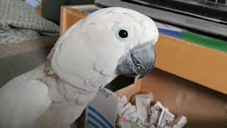 Cockatoo  Quiet To Screaming 😱 [upl. by Ioab]