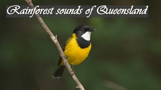 40 Minutes of Wild Rainforest sounds in Queensland Ambient relaxing bird songs in Australia [upl. by Wash]