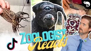 Zoologist Reacts To Viral Animal TikTok [upl. by Euhc272]