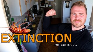 CAFARDS  Invasion extrême dans un appartement HLM  épisode 34 [upl. by Akirej]