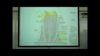 DIGESTIVE SYSTEM PART 1 ORAL CAVITY amp TEETH by Professor Fink [upl. by Enimzzaj]