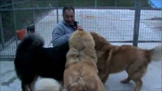 Tibetan Mastiff attack lol [upl. by Stephen]