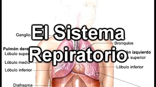 El Sistema Respiratorio  Documental de Biología [upl. by Etteinotna]