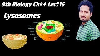 Lysosomes Urdu Hindi 9th Class Biology Chapter4 Lec16  lysosomes cells cytology [upl. by Settle]