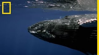 Réunion de baleines à bosse [upl. by Lessard]