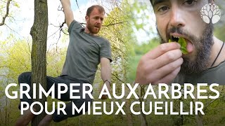 Comment grimper aux arbres pour la cueillette  LeoUrban [upl. by Lang835]