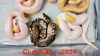 Ball pythons…Clutch 1 2024 Wookie YellowbellyGravel x Champagne het Hypo hatchlings [upl. by Tteragram945]