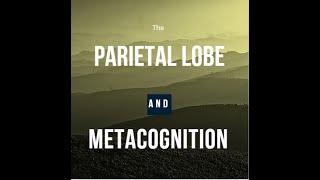 the Parietal Lobe and Metacognition [upl. by Carmencita218]