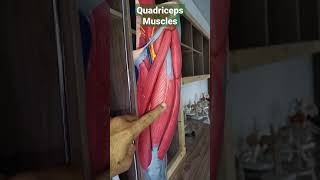 Quadriceps Muscles draqilshah anatomy viralvideos viral youtubeshorts muscle grossanatomy dr [upl. by Yenobe]