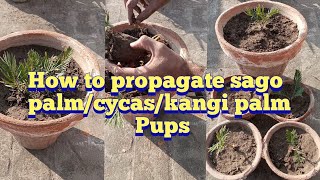 Easiest way to propagate sago palmcycas palmkangi palm  sago palm pups [upl. by Wardlaw]