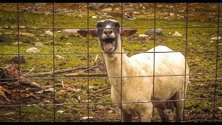 Screaming Goat 15 times but every time it screams it gets more bass boosted [upl. by Ahsemrac]