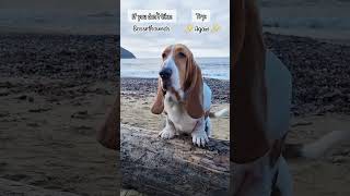 interesting dogs breed in world 🌍viral foryou youtubeshorts cute pets funny [upl. by Osmund]