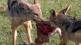 jackal hunting deer babyjackal eating deer alive attack on deer jackals Hunting moment alive [upl. by Asiel313]