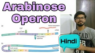 Arabinose operon in Hindi [upl. by Emili751]