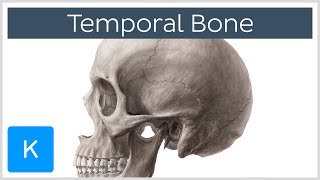 Temporal Bone  Definition Location amp Parts  Human Anatomy  Kenhub [upl. by Margy]