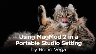 Photographer Rocio Vega Shares Tips on Using MagMod 2 as a Portable Studio for Pet Portraits [upl. by Dlanod]