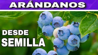 10 BENEFICIOS PROBADOS de las MORAS AZULES Arándanos [upl. by Cormack]