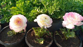 Grow Own Ranunculus This WinterBeautiful Winter FlowerUrduUpdate [upl. by Allimak]