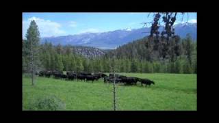 Montana Ranching Raising Family and Beef Part One [upl. by Ias211]