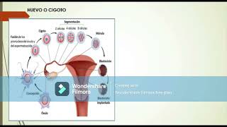 SEGMENTACION MORULA BLASTULA Y GASTRULA highlight [upl. by Ainerol]