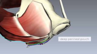 Pelvic Floor Part 2  Perineal Membrane and Deep Perineal Pouch  3D Anatomy Tutorial [upl. by Labanna]