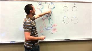 Optic Tract Physiology and Pathology [upl. by Jaynell]