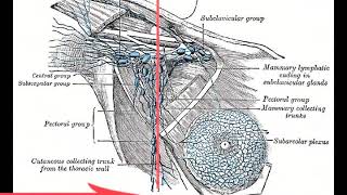 Examination of the Axillary Lymph Nodes [upl. by Salisbury]