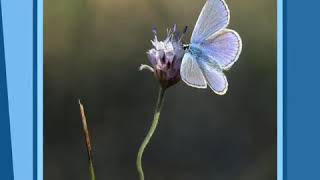 Mavi Kelebek Blue butterfly Kelebek Adası Butterfly Island Sarah Jio [upl. by Farr]