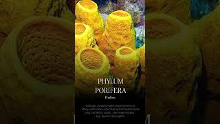 PHYLUM PORIFERA shorts [upl. by Yeuh466]