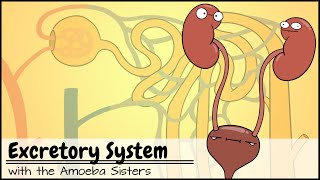 Excretory System and the Nephron [upl. by Acsot158]