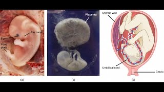 Fearfully and Wonderfully Made Dr David Menton Origins Creation Evidence [upl. by Ott]