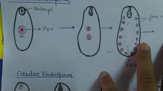 Types of endosperm [upl. by Ellennahc]