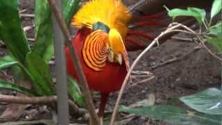 Displaying Golden Pheasant [upl. by Alveta]