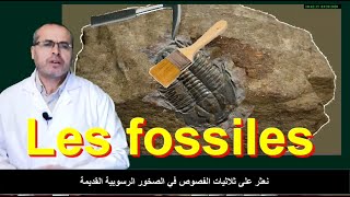 les fossiles et la fossilisation [upl. by Tildie]