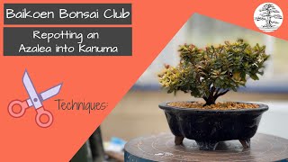 Azalea Bonsai Repotting  Tom Lau  Bonsai Technique  Baikoen Bonsai Club [upl. by Ennayelhsa]