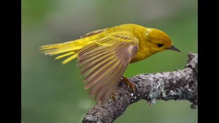 Yellow Warbler female [upl. by Docilla995]