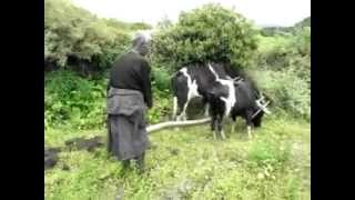 Rural agriculture life in bhutan  Bokkhim [upl. by Yelyak]