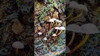 So SMALL and so BEAUTIFUL mushrooms fungi 4k shorts [upl. by Adnahsed]