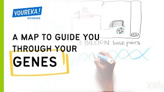 A Map to Guide You Through Your Genes how gene linkage was discovered [upl. by Maible852]
